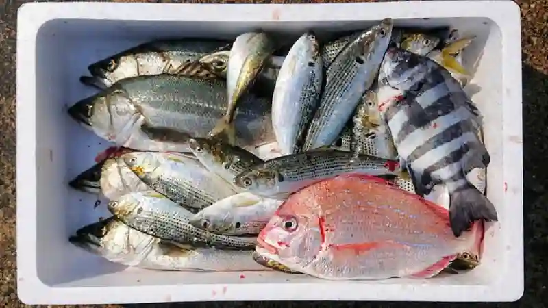 フィシュル　未利用魚